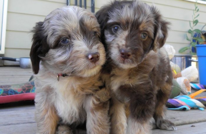 Aussiedoodle-Puppies